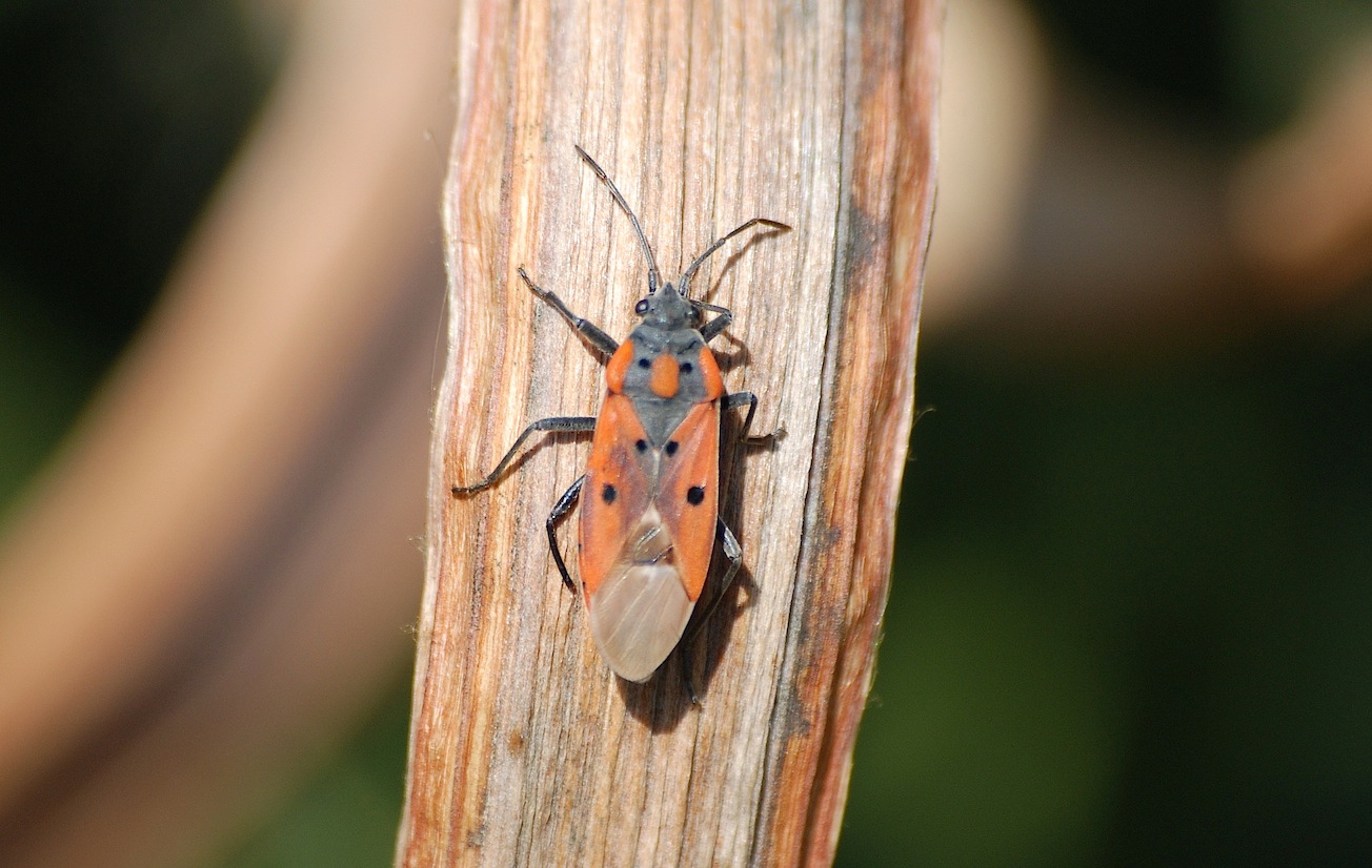 Lygaeidae: Lygaeus creticus del Lazio (RM)